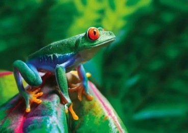 Wentworth Red-Eyed Tree Frog, 40-piece jigsaw puzzle