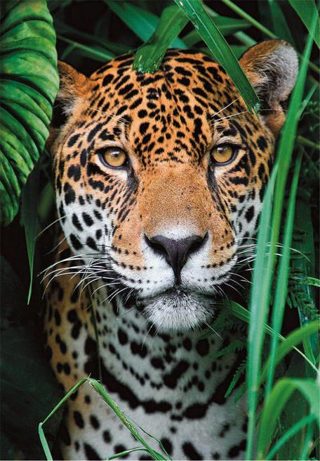 Clementoni - Jaguar In The Jungle - 500 Piece Jigsaw Puzzle