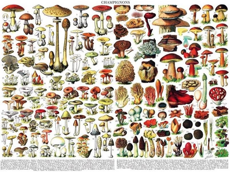 New York Puzzle Company - Mushrooms - 1000 Piece Jigsaw Puzzle