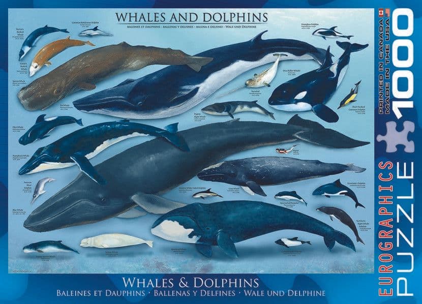 Eurographics - Whales and Dolphins - 1000 Piece Jigsaw Puzzle