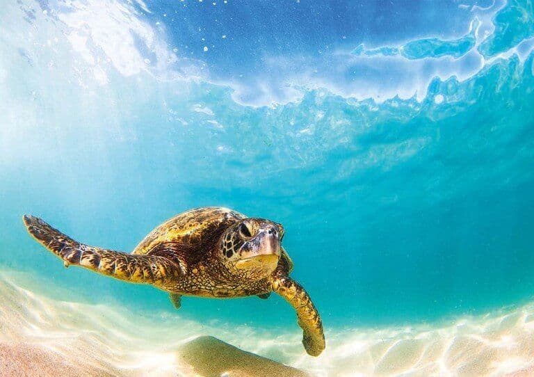 Wentworth Green Sea Turtle, 40-piece jigsaw puzzle