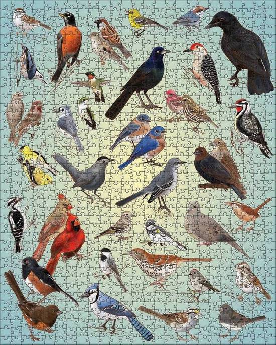 Pomegranate - Casey Girard - Backyard Birds - 1000 Piece Jigsaw Puzzle