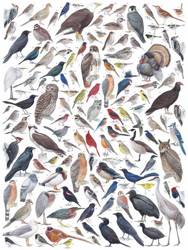 New York Puzzle Company - Birds of Eastern & Central North America - 1000 Piece Jigsaw Puzzle