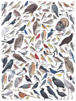 New York Puzzle Company - Birds of Eastern & Central North America - 1000 Piece Jigsaw Puzzle