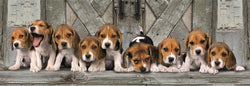 Clementoni - Panorama Beagles  - 1000 Piece Jigsaw Puzzle