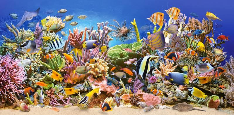 Castorland - Underwater Life - 4000 Piece Jigsaw Puzzle