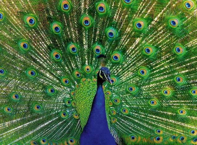 Ravensburger - Peacock - 500 Piece Jigsaw Puzzle