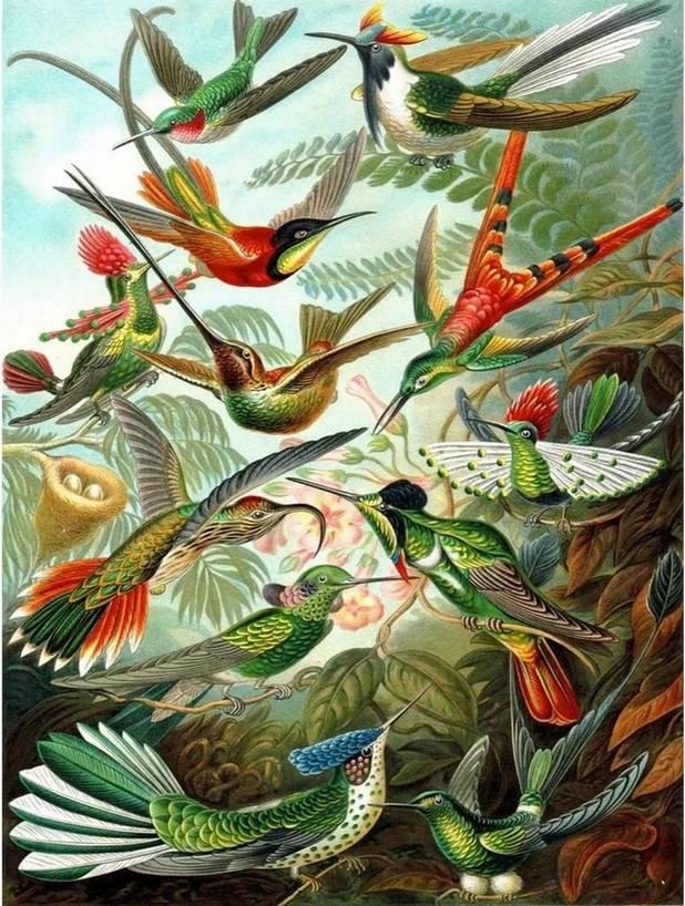 New York Puzzle Company Hummingbirds, 1000-piece jigsaw puzzle