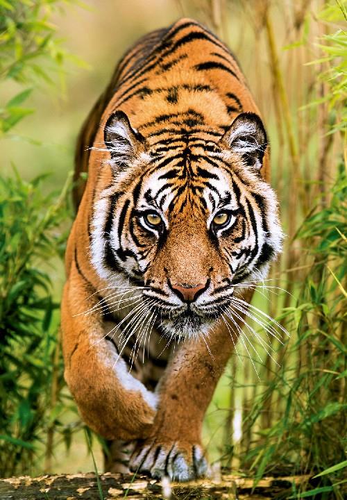 Clementoni - The Hunters Path - 1000 Piece Jigsaw Puzzle