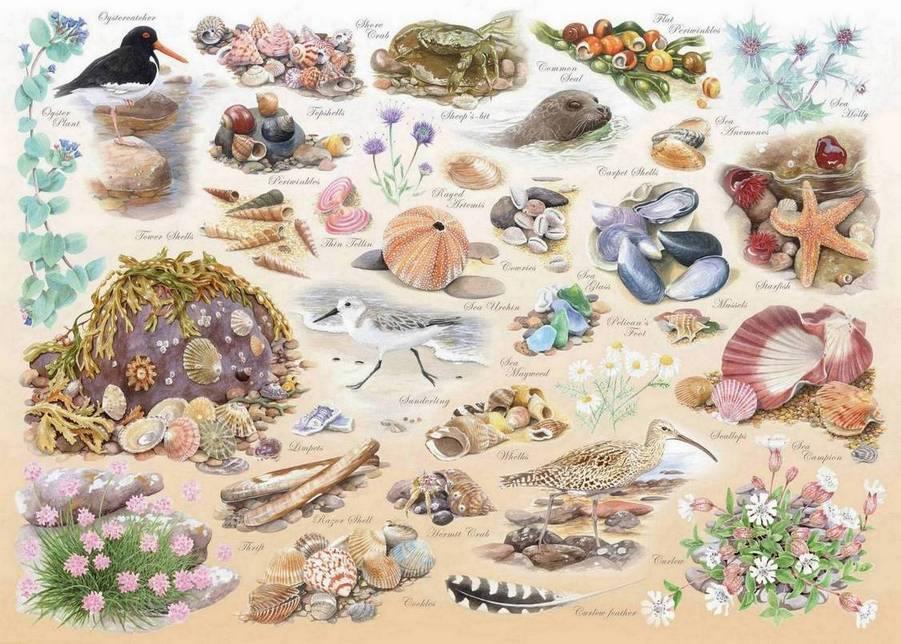 House of Puzzles - Sea Shore - 500XL Piece Jigsaw Puzzle