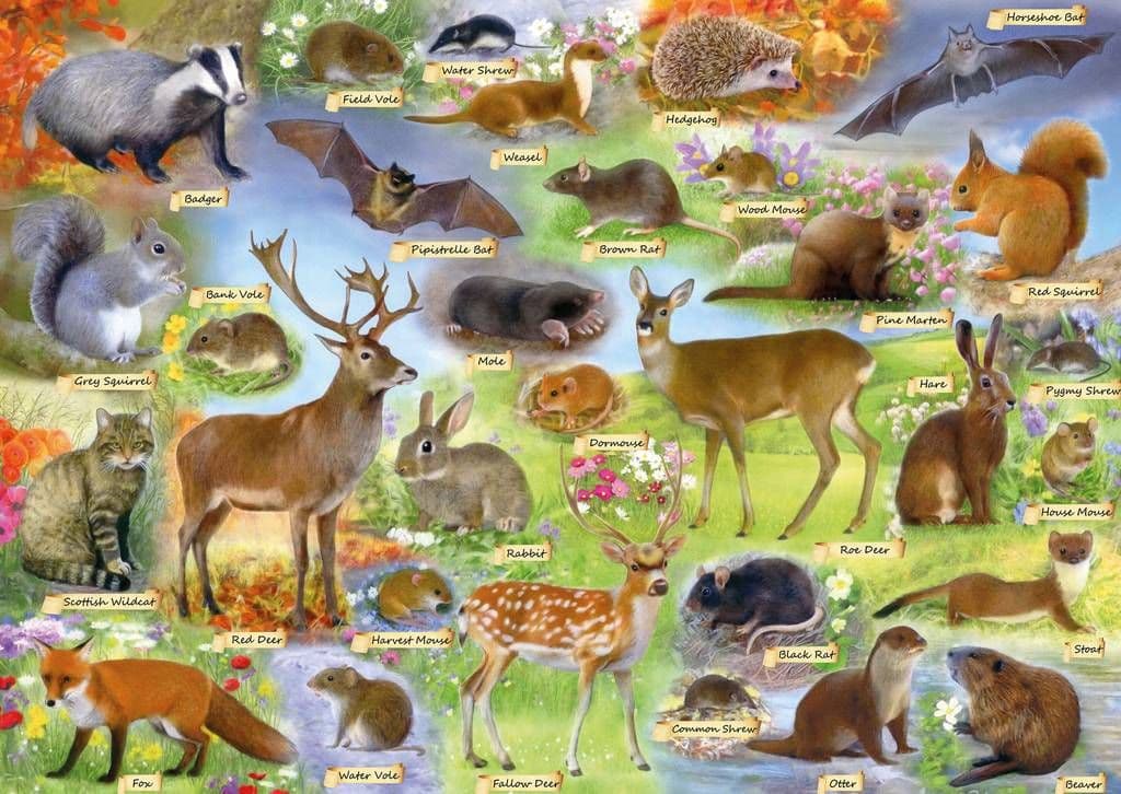 Gibsons - British Wildlife - 500 Piece Jigsaw Puzzle