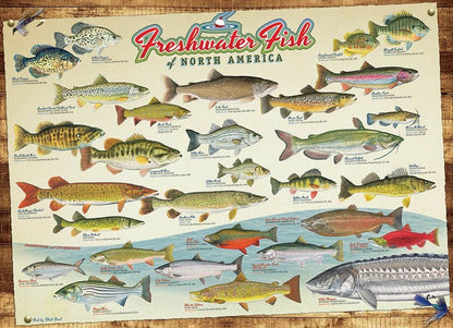 Cobble Hill - Freshwater Fish of North America - 1000 Piece Jigsaw Puzzle