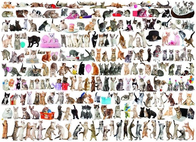 Eurographics - World of Cats - 1000 Piece Jigsaw Puzzle