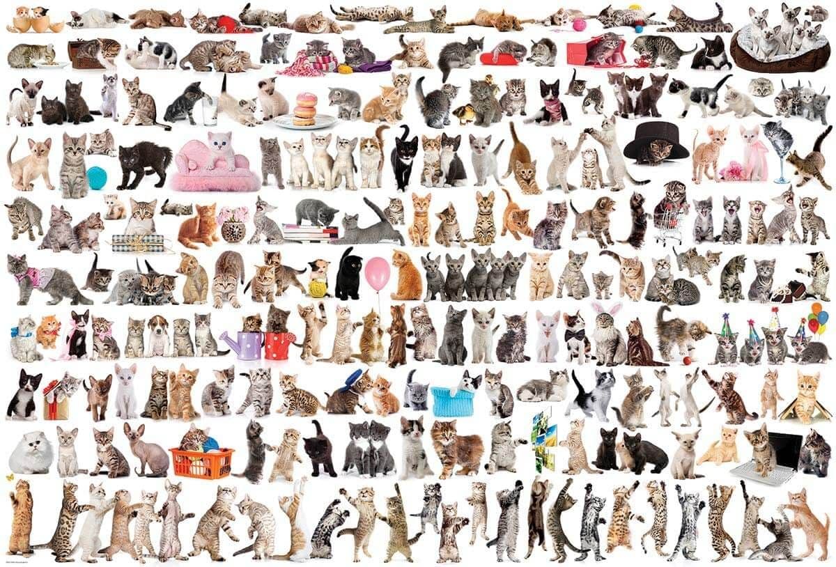 Eurographics - World of Cats - 2000 Piece Jigsaw Puzzle