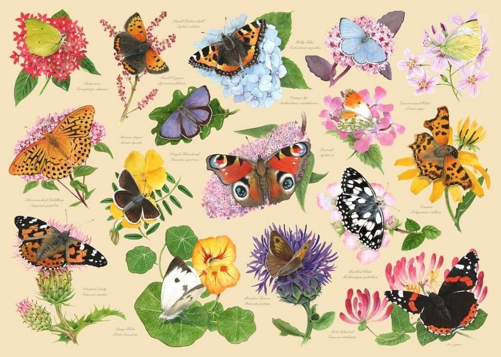 House of Puzzles - Garden Butterflies - 1000 Piece Jigsaw Puzzle
