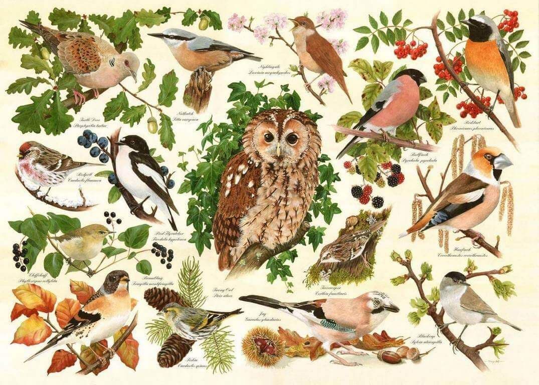 House Of Puzzles - Woodland Birds - 500XL Piece Jigsaw Puzzle